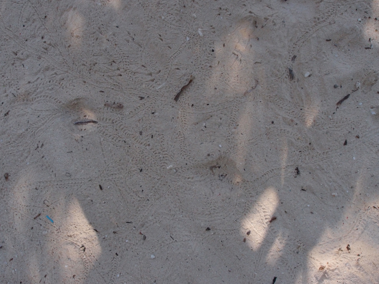 2015-10-07 04 Sand (Foto)